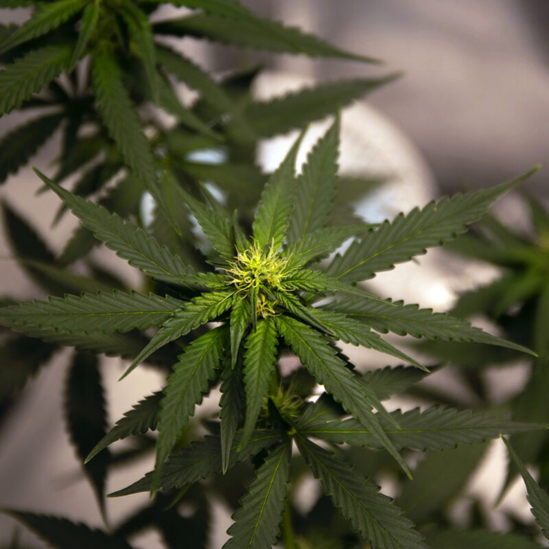 niche strains