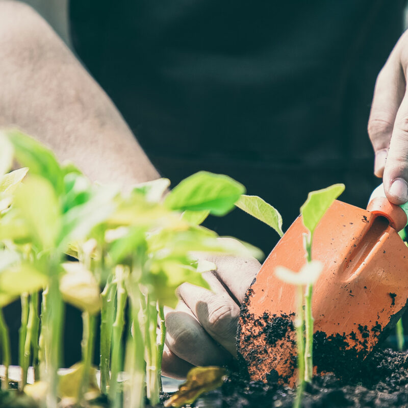 home grow kits