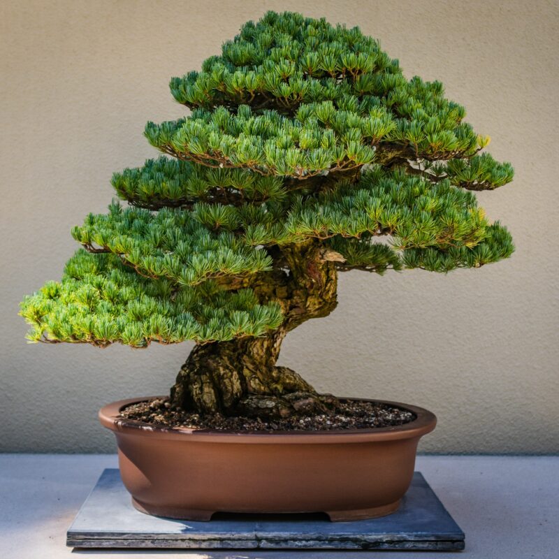 bonsai tree
