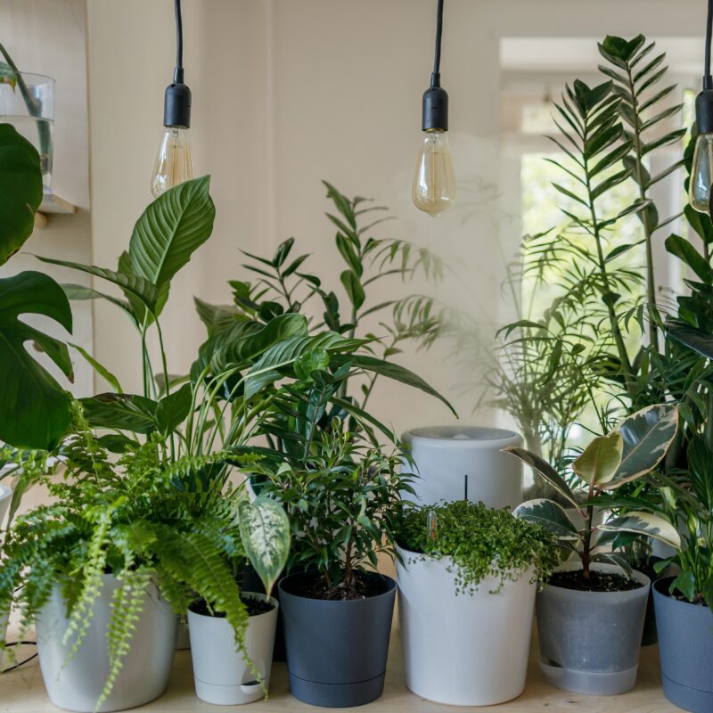 indoor growing