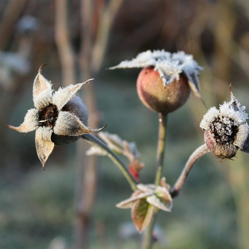 growing through winter