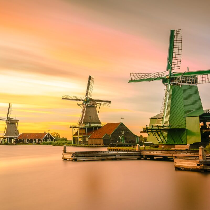 dutch growing