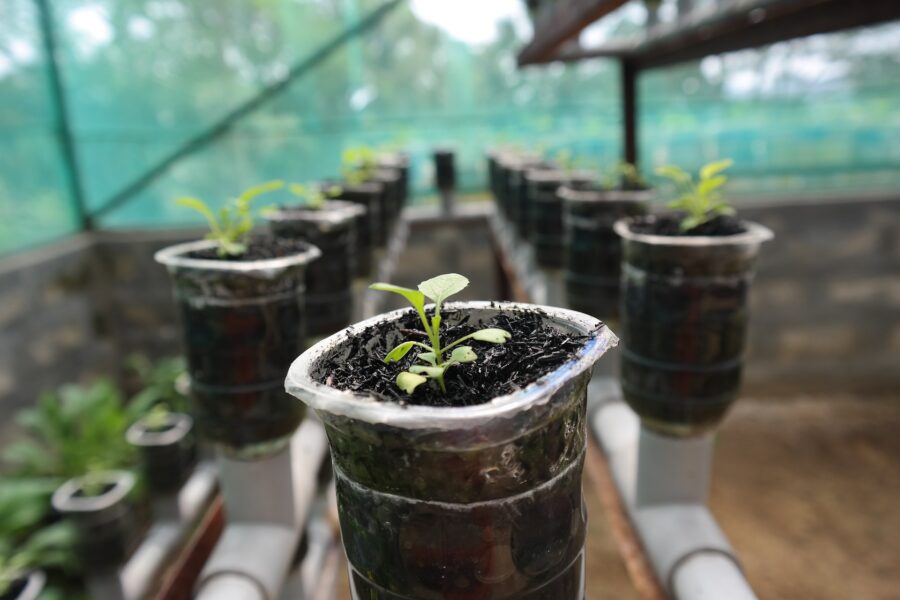 soil or hydroponics