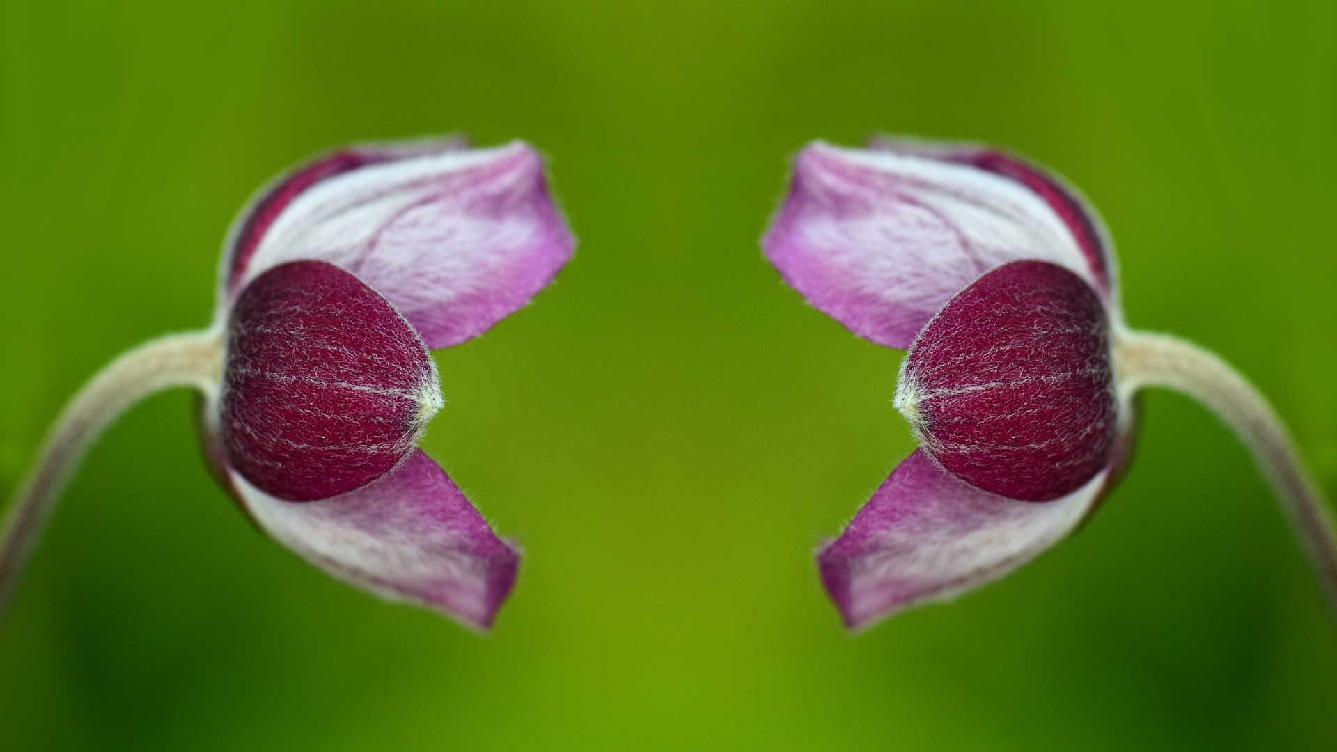 Cloning a Topped Plant? Here is What to Know