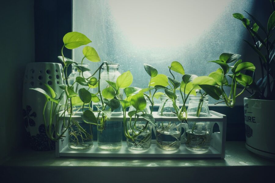 seed propagation