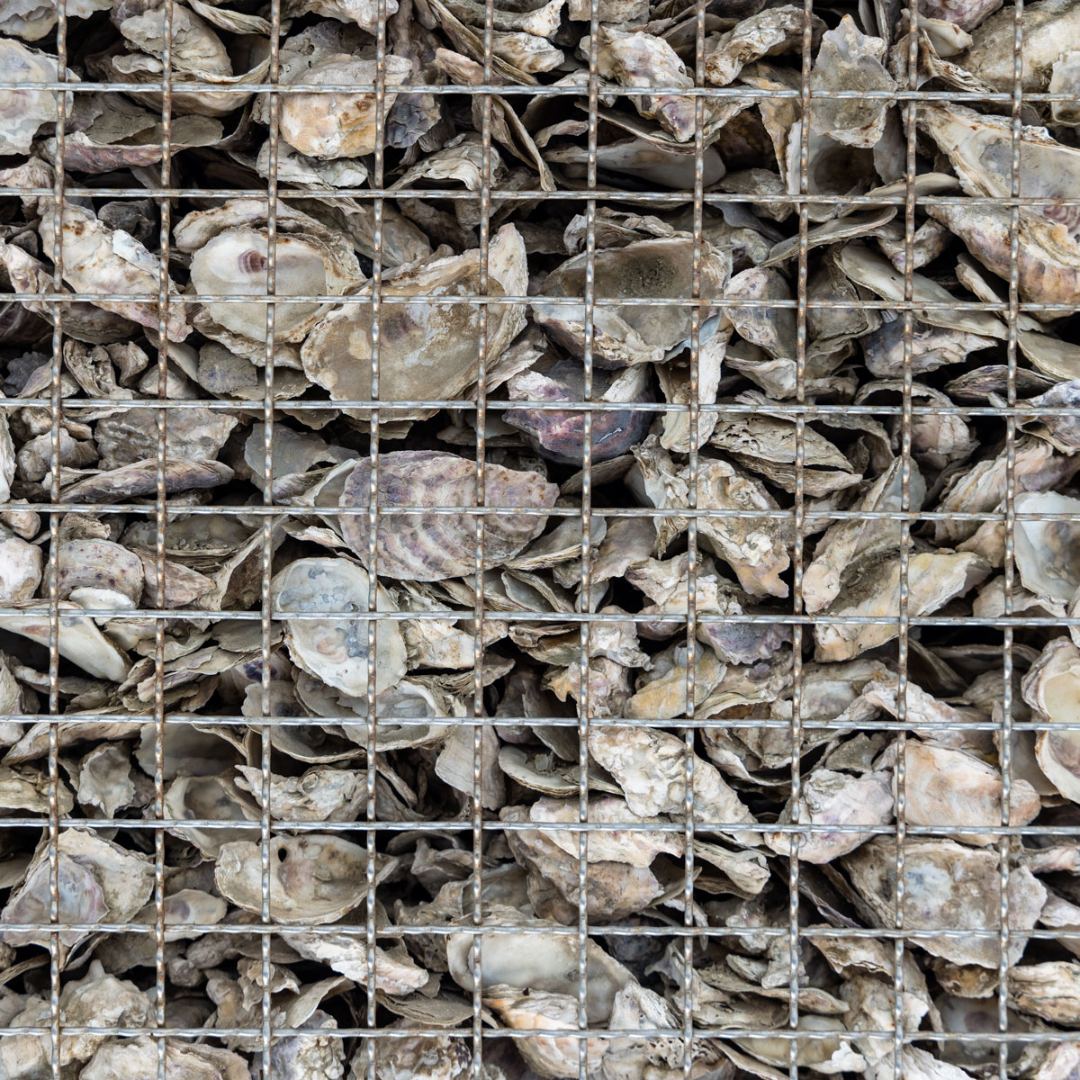 Oyster Shells Oyster Shells
