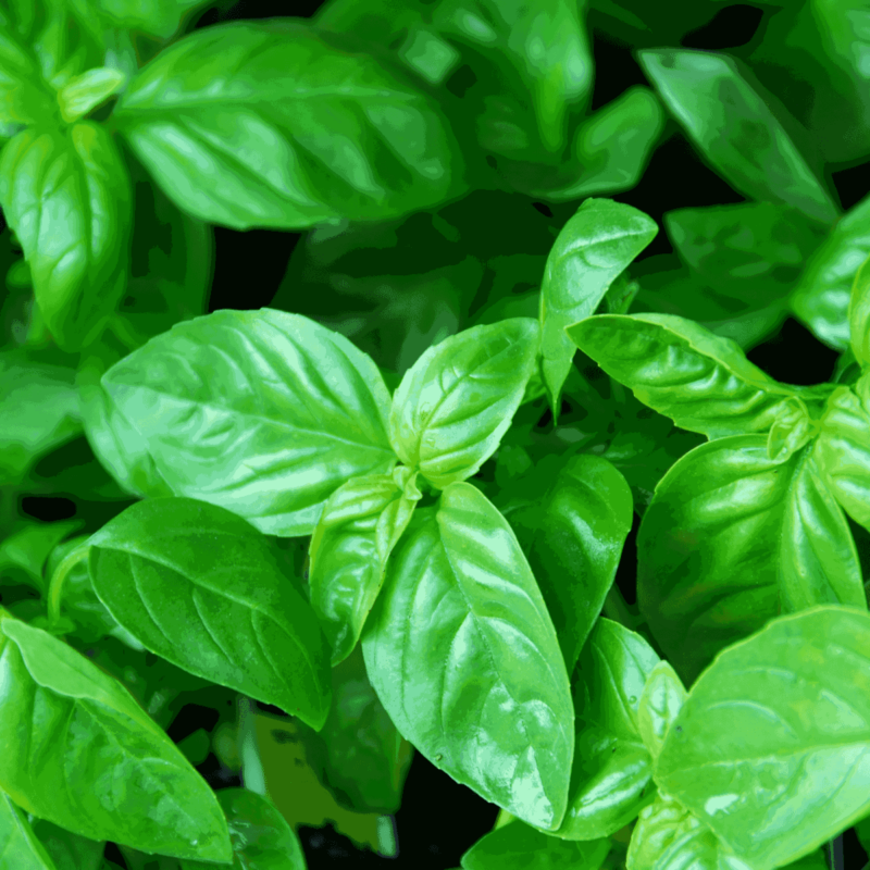 Growing Basil