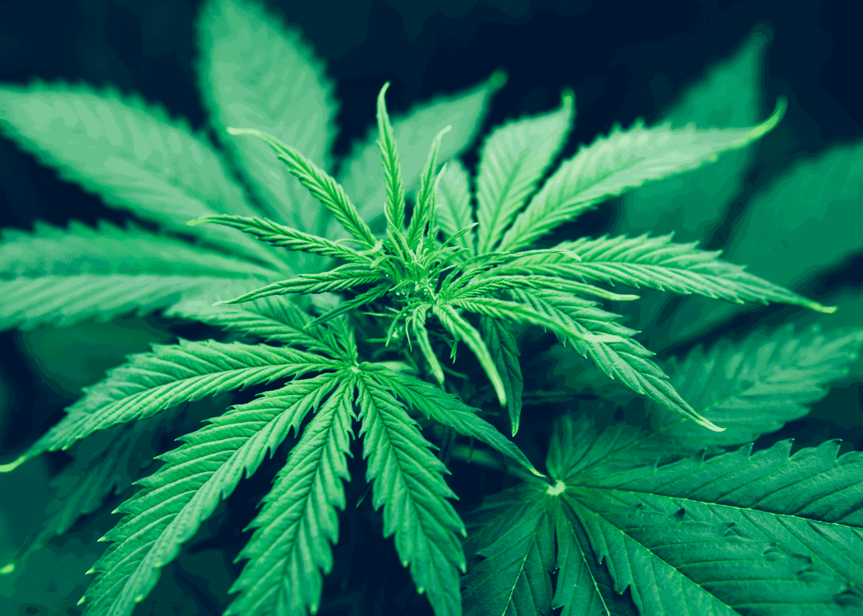 How to Grow a Cannabis Plant