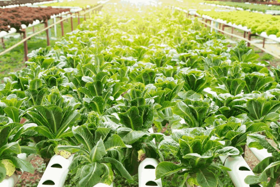 Hydroponic Gardening