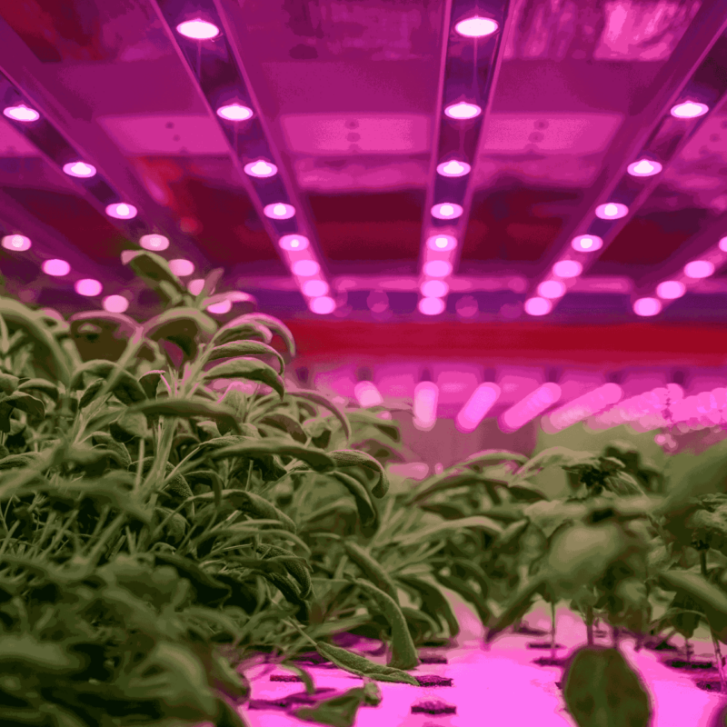 Artificial Grow Light Vs Sunlight