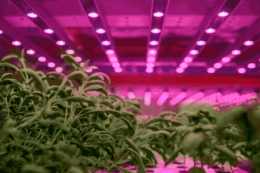 Artificial Grow Light Vs Sunlight