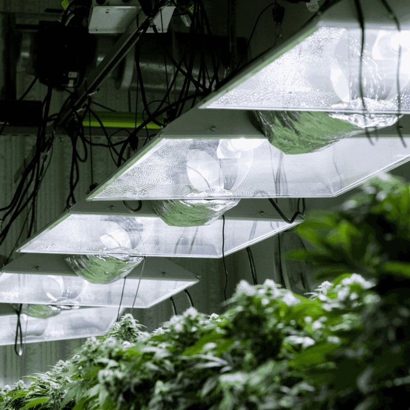 Do Grow Lights Work