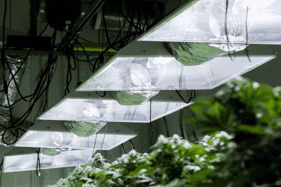 Do Grow Lights Work