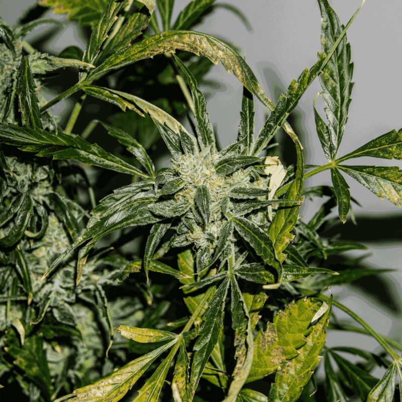 10 Best Indoor Marijuana Strains in 2024