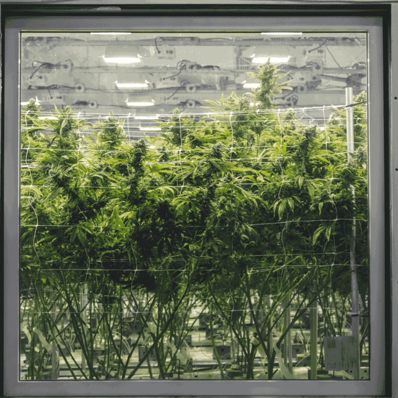 GROW TENT VS GROW ROOM