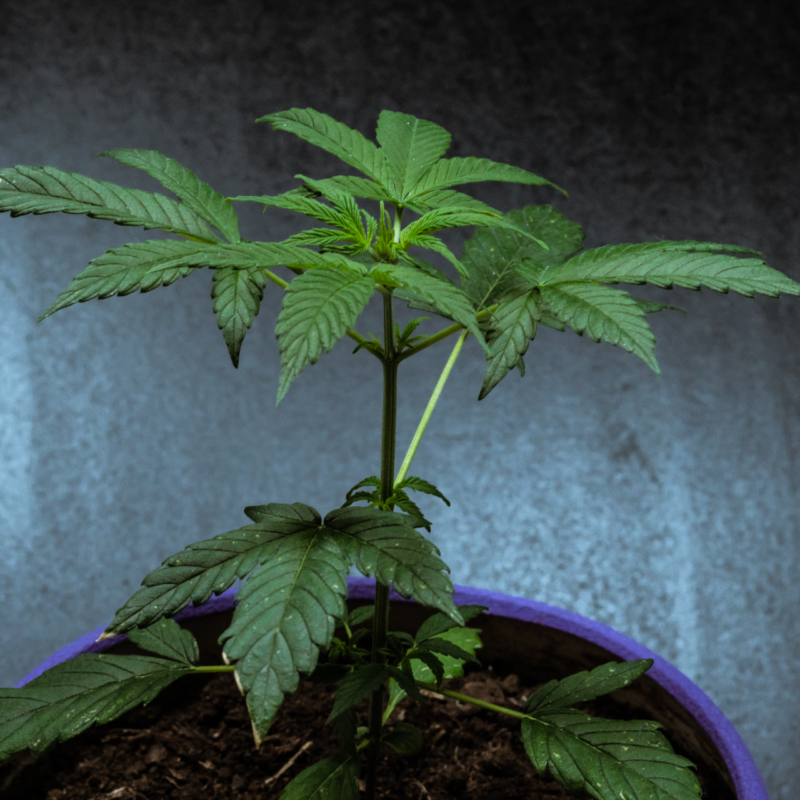 Grow Tent Ventilation Tips and Tricks 2024