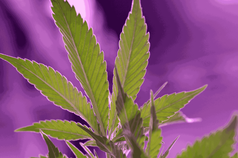 How to Clean a Grow Tent