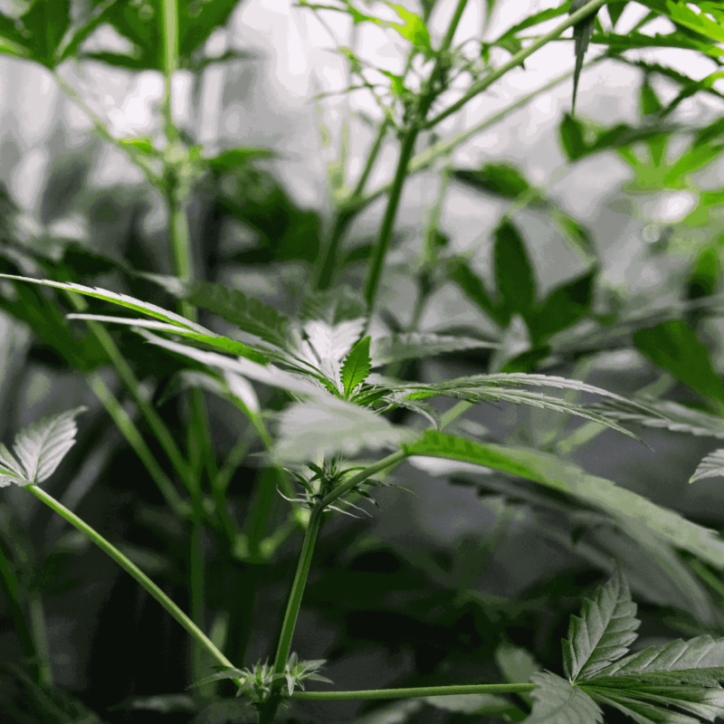 How to Control Humidity in Grow Tent