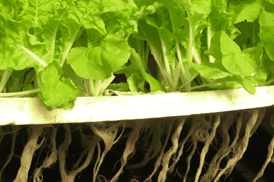 Hydroponic Grow Kits for Beginners