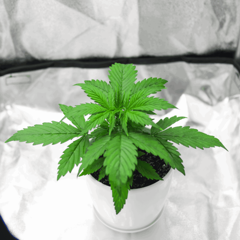 Indoor Grow Tent Complete Kit Setup