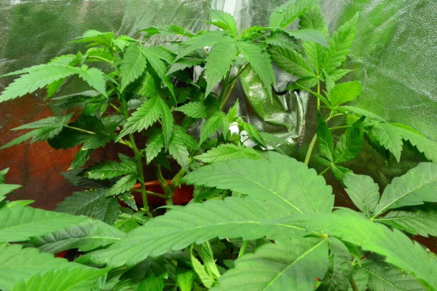 4x4 grow tent yield