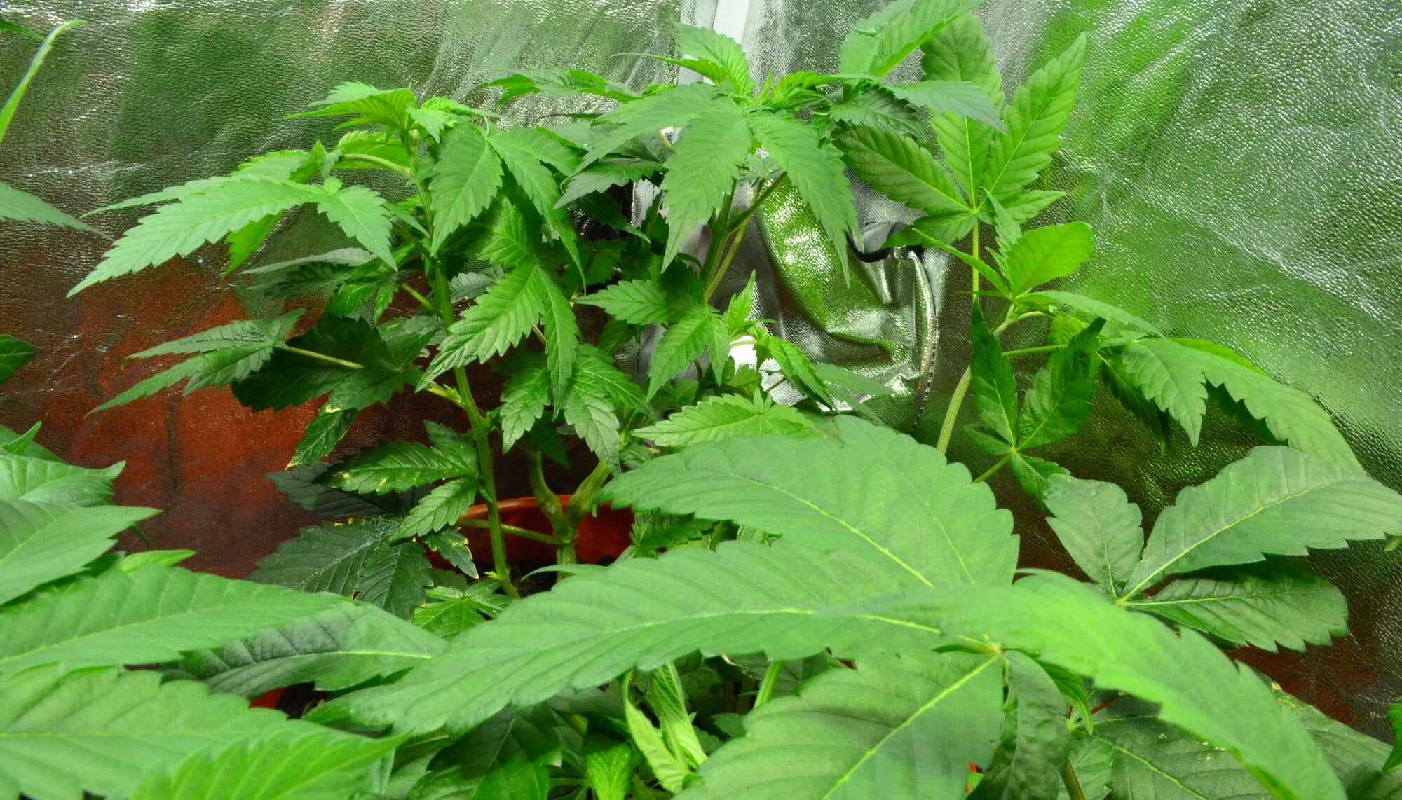 4×4 Grow Tent Setup: Step-by-Step Guide