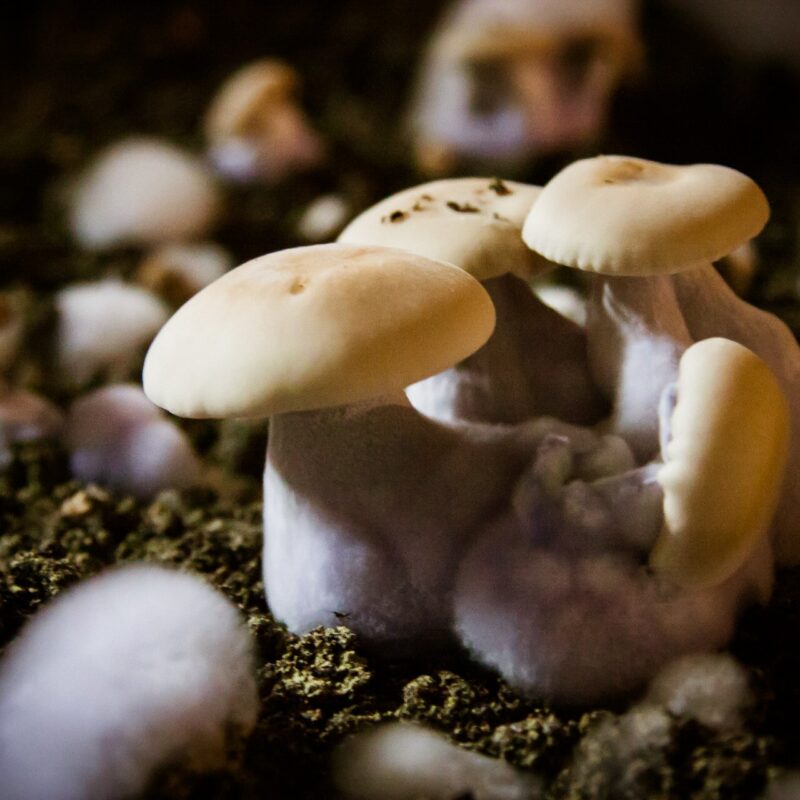 Grow magic mushrooms