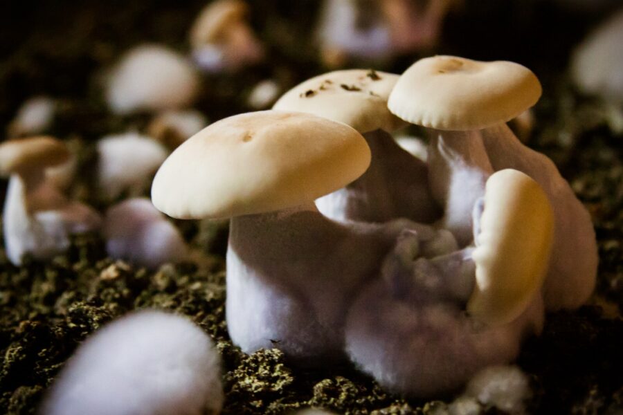 Grow magic mushrooms