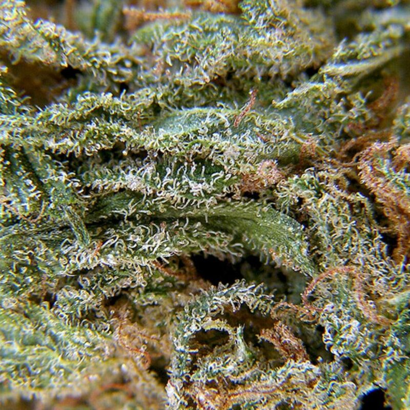 autoflowering vs photoperiod