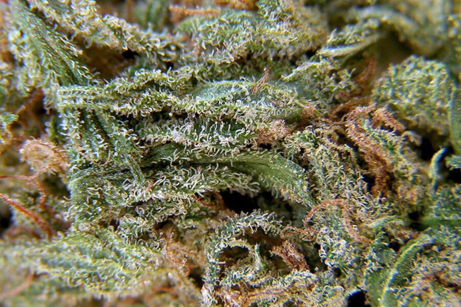 autoflowering vs photoperiod
