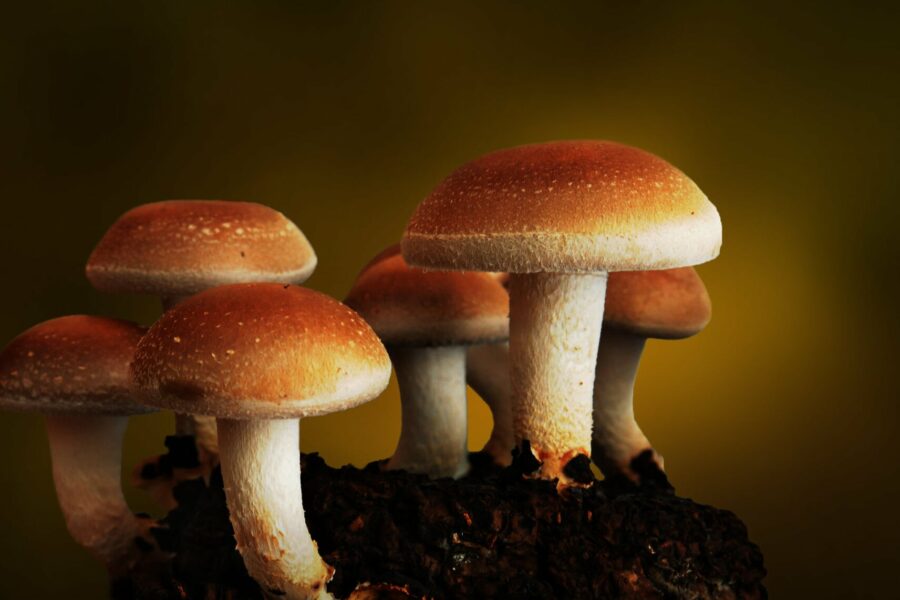 grow tent mushrooms