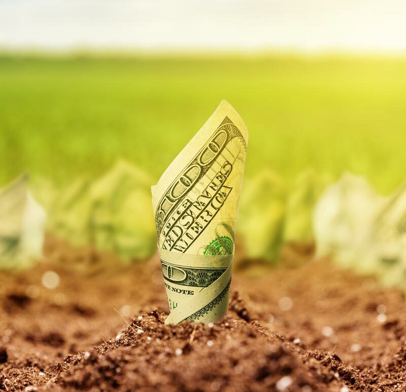 American dollars grow from the ground