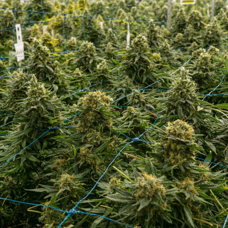 ScrOG