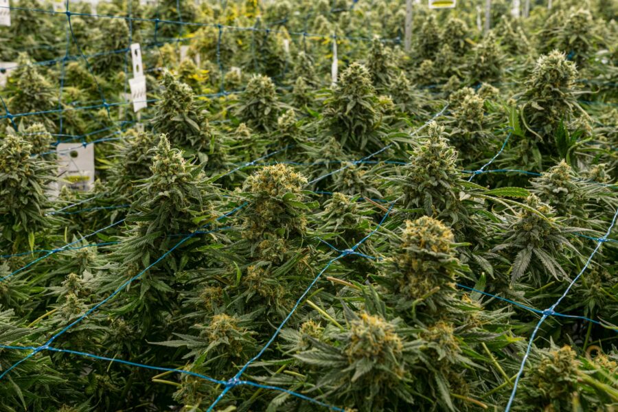 ScrOG