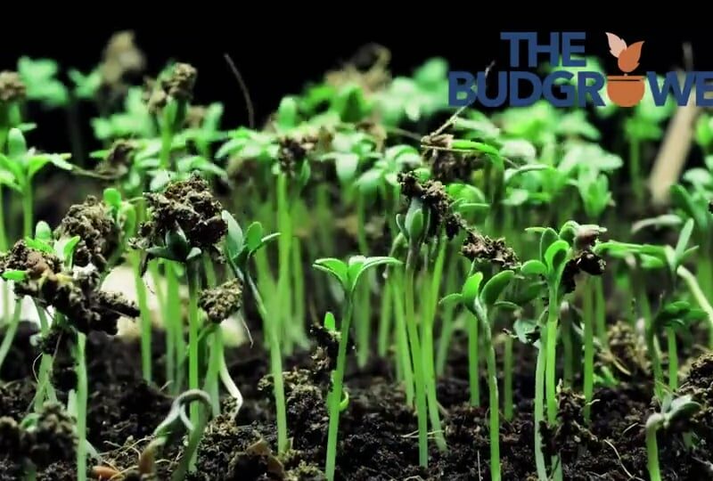 Soil Growth Video