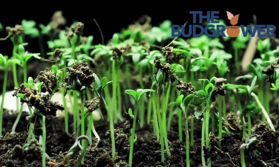 Soil Growth Video