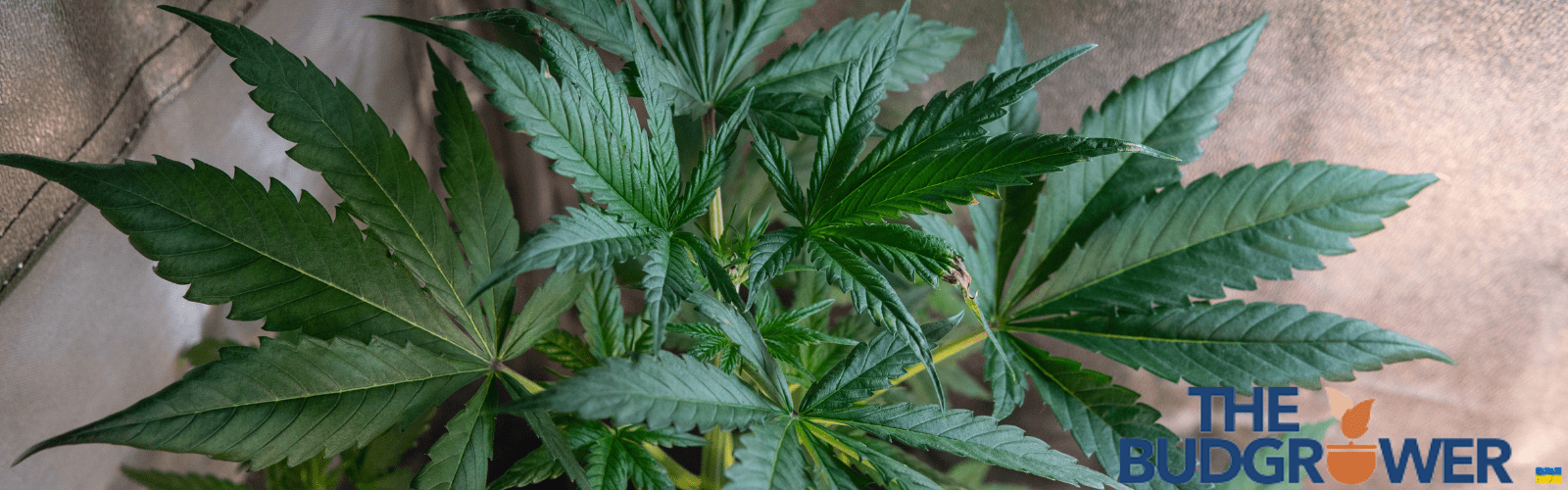 Circulation of Clean Air in grow tent