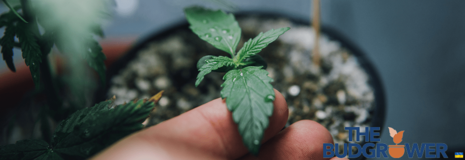 How To Grow Weed in a Closet With The Right Soil