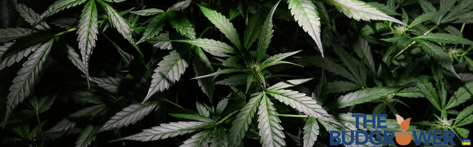 Reasons to Use Grow Tents