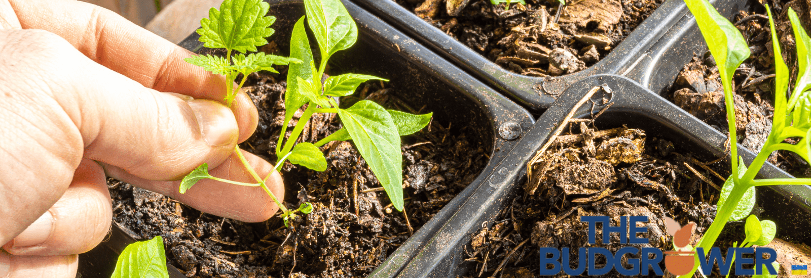 What You Need to Grow Cannabis Plants in a Closet