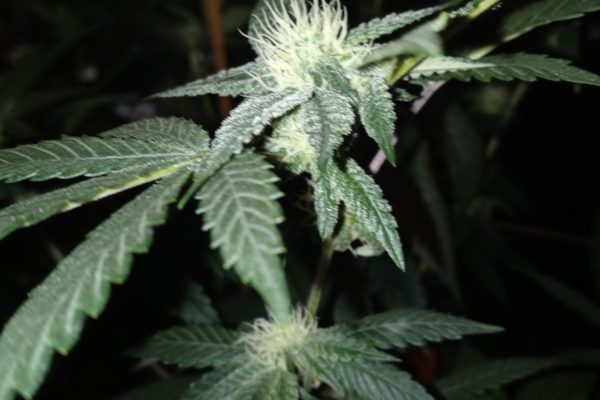 20210608_184147 20210608_184147