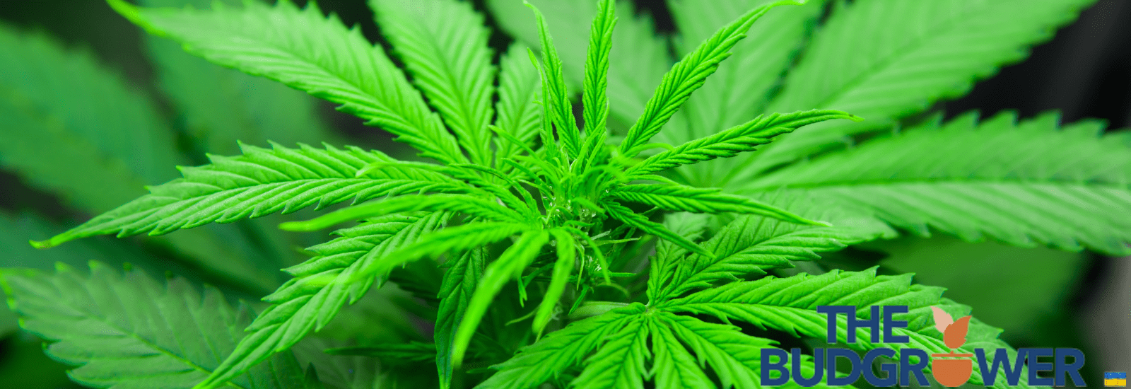 Growing Strains in Home