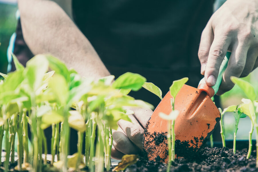 home grow kits