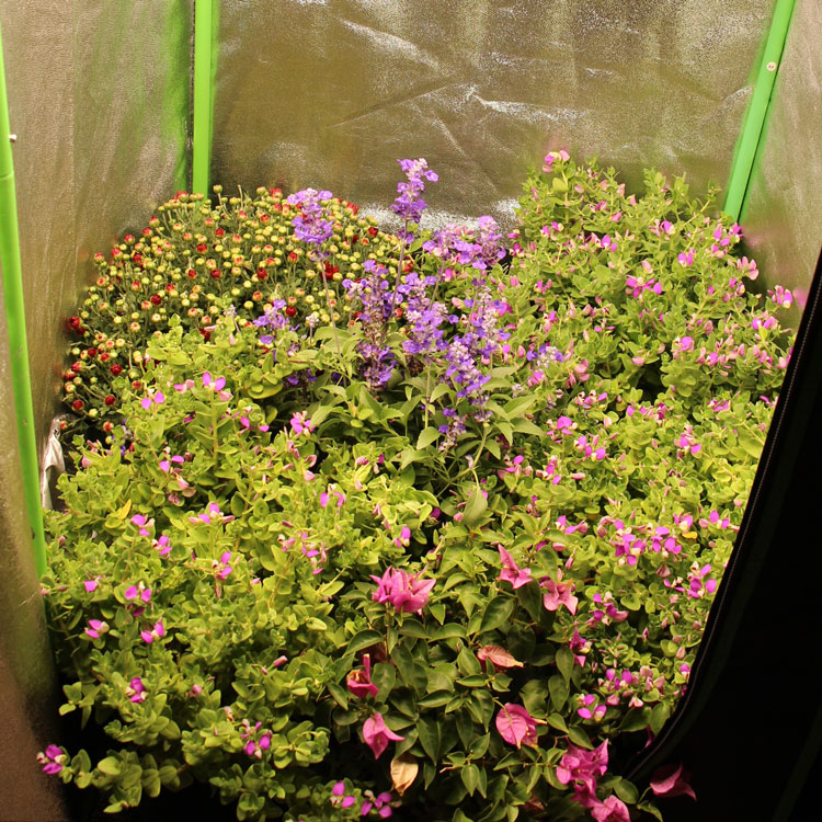 Grow Lights: What Gives Growers The Best Value?