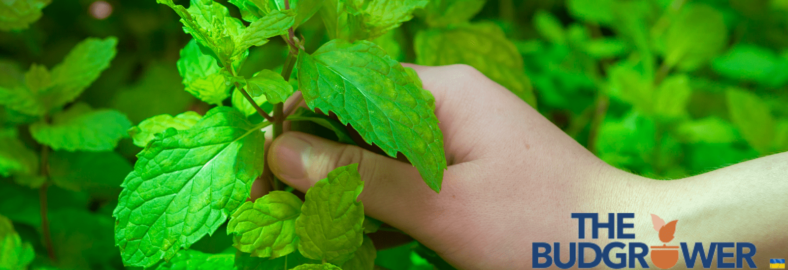 Best Ways to Know When It’s Time To Harvest