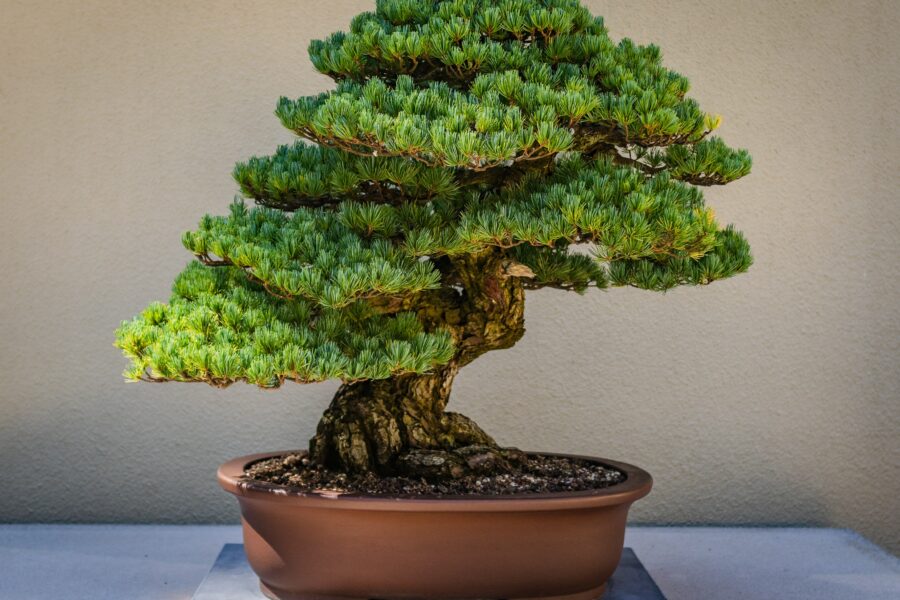 bonsai tree