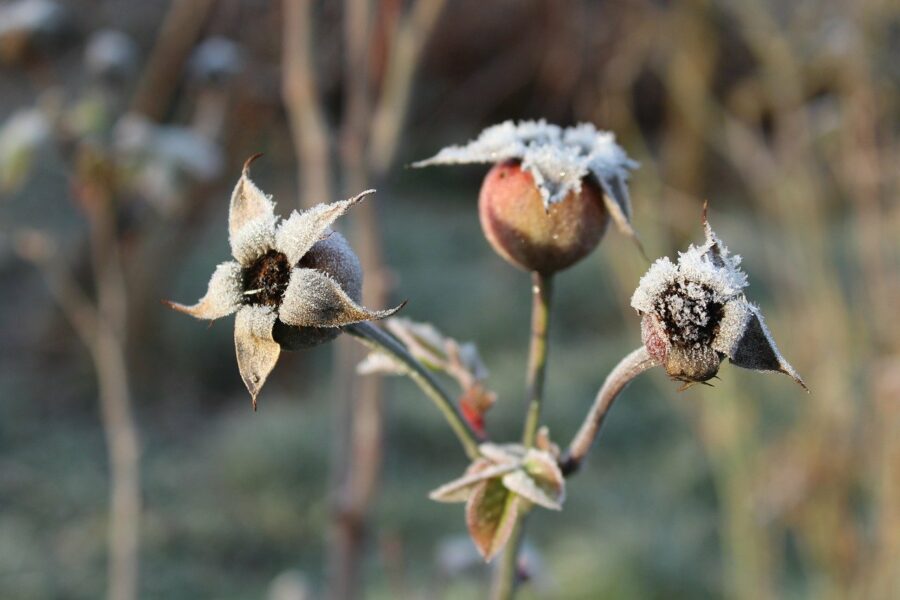 growing through winter