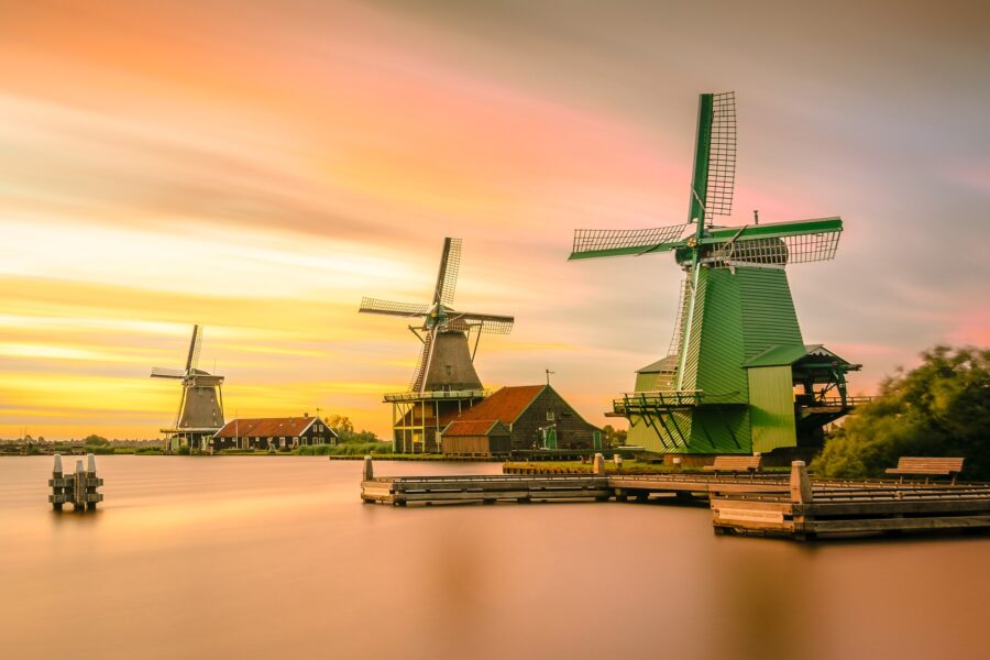 dutch growing
