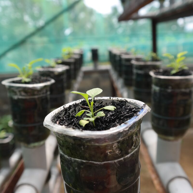 soil or hydroponics