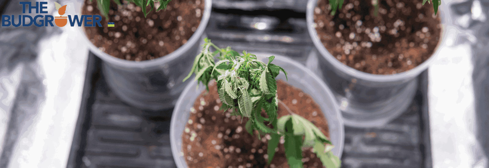 Best Plants for Cloning